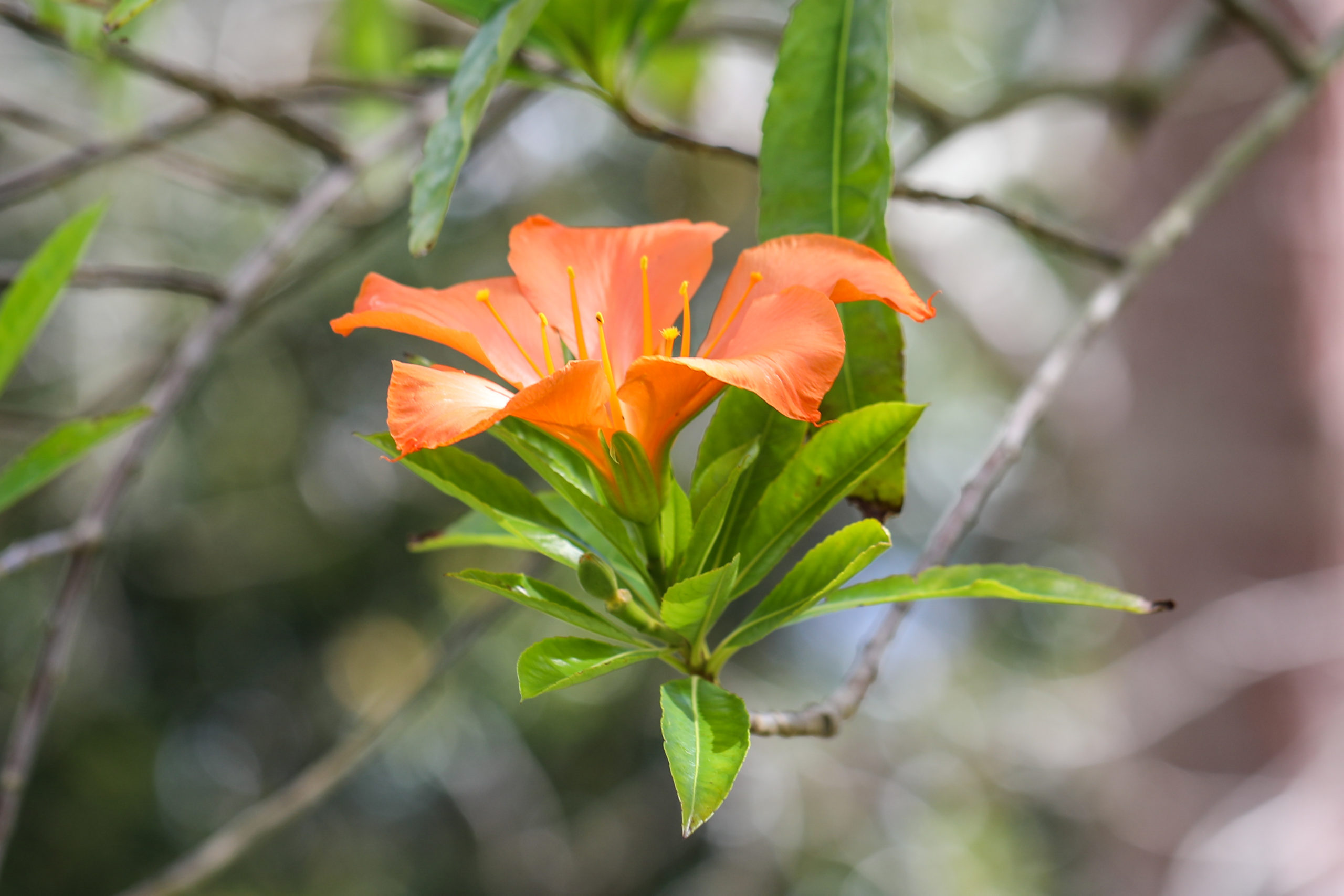 0Y2A0617 butterfly flower