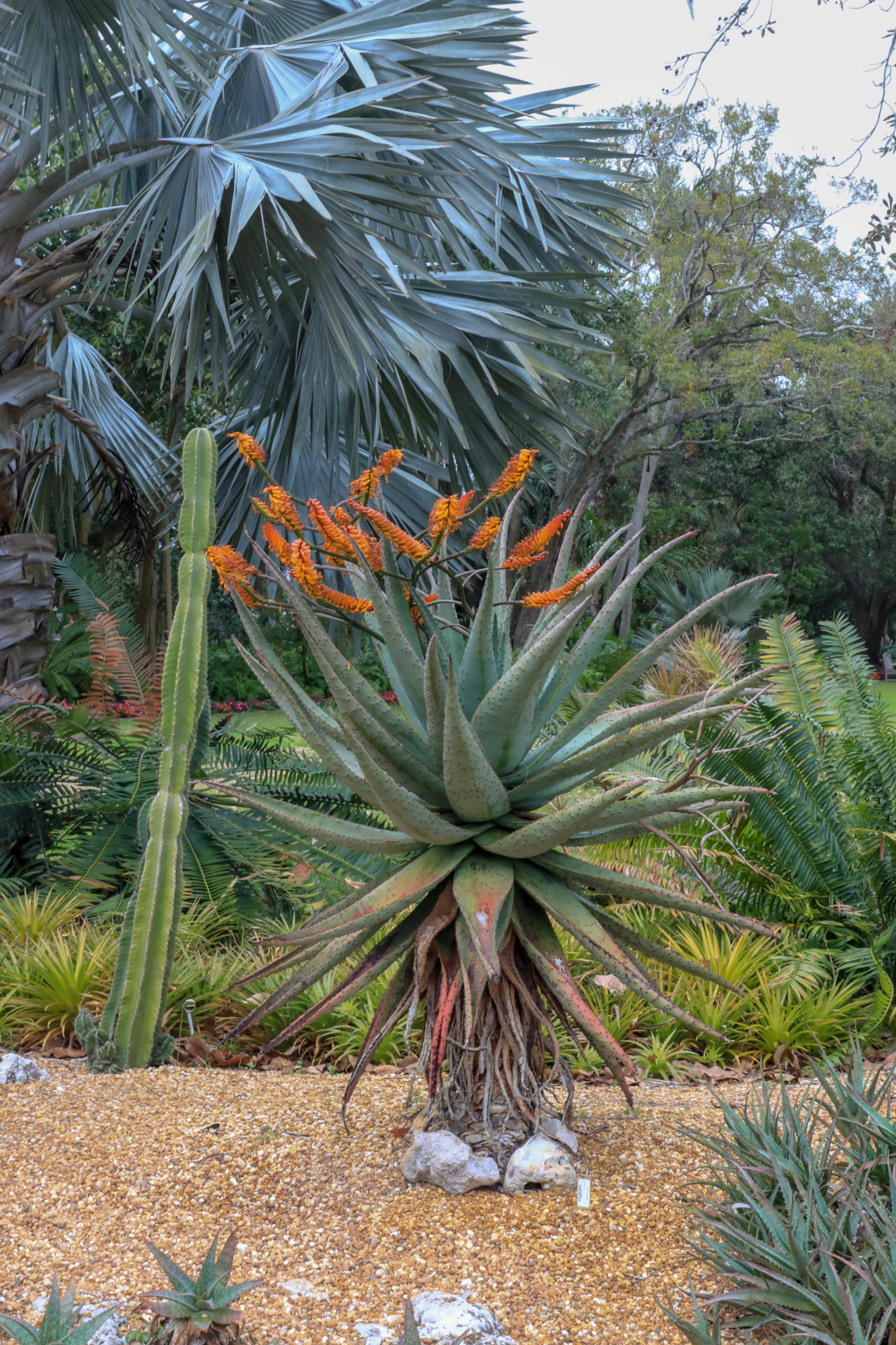 0Y2A8828 Aloe marlothii in the Desert Garden