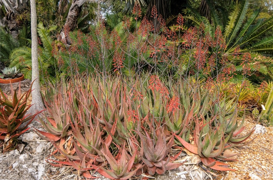 Aloe 1 Aloe chabaudii