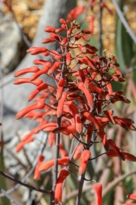 aloe 2 Close-up of Aloe chabaudii