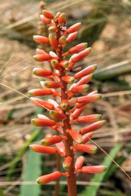 aloe 4 Aloe cameronii flowers about to open (photo by Aaron Fink)