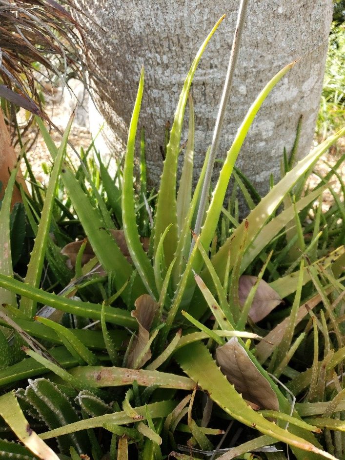 aloe 6 Aloe vera