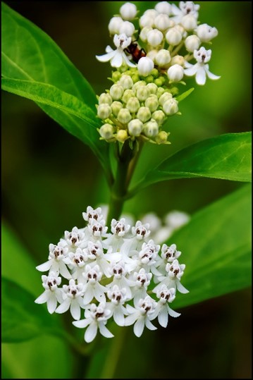 aquatic milkweed Aquatic Milkweed