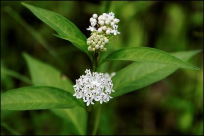 aquatic milkweek for blog aquatic milkweed (Asclepias perennis) by Wade Collier