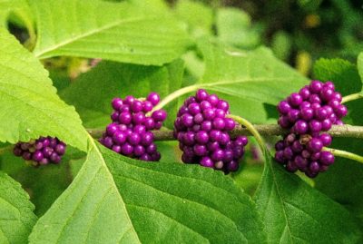 beauty berry beauty berry