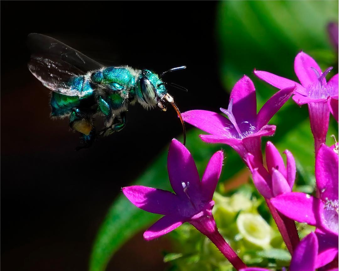 BEST IN SHOW 2021 BEEutiful by Gary McNulty Beeutiful Selby Gardens
