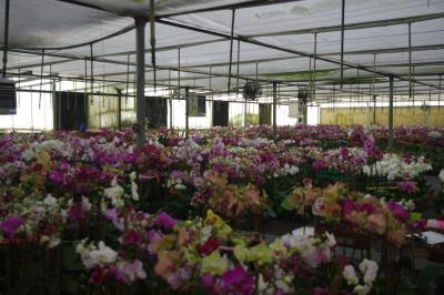 A nursery area at Better Gro.