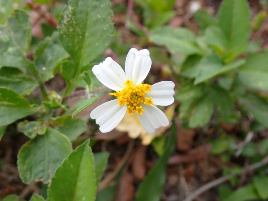 Bidens alba Photo of Bidens alba