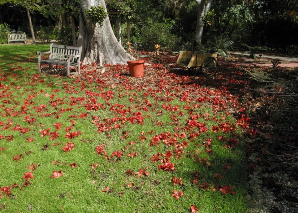 bombax 3 Bombax Blooms on the Great Lawn