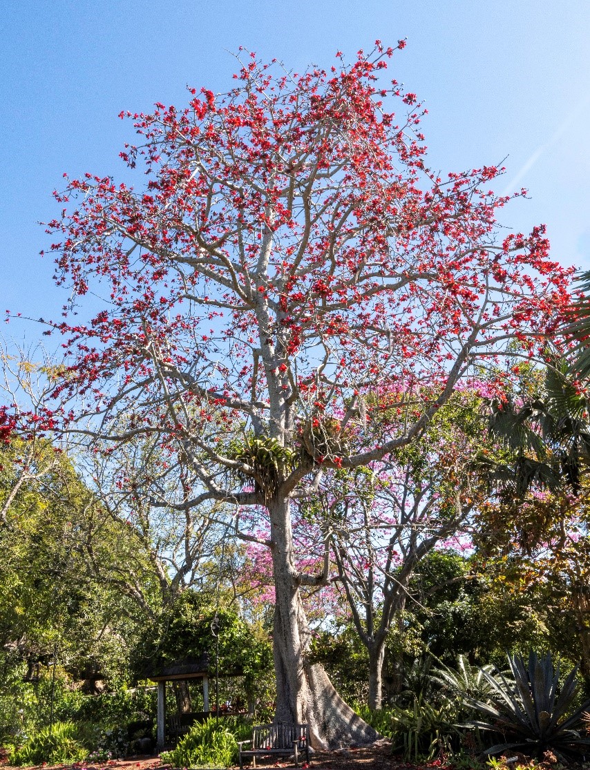 bombax Bombax Tree in Bloom