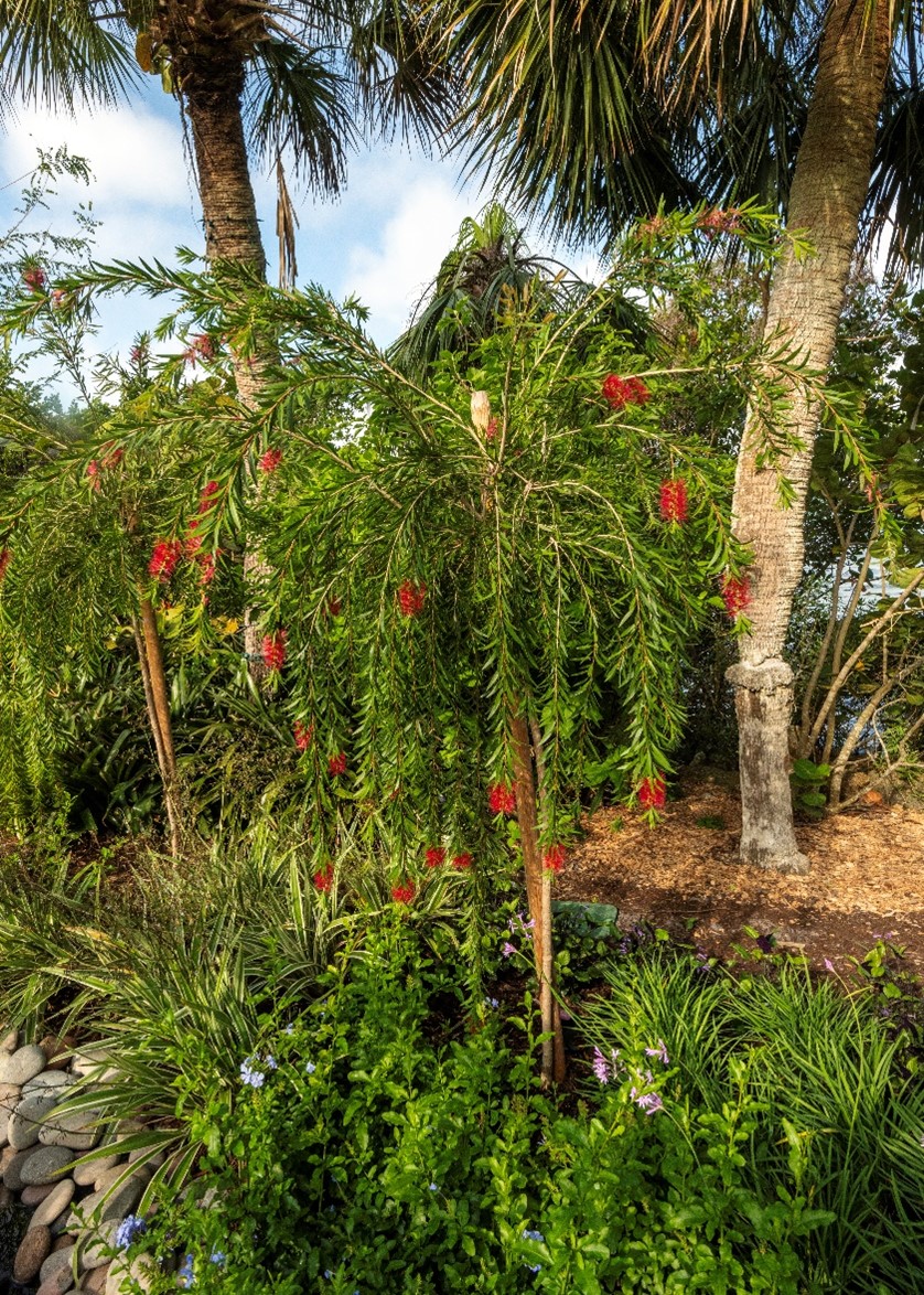 botle brush 1 Young bottlebrush tree