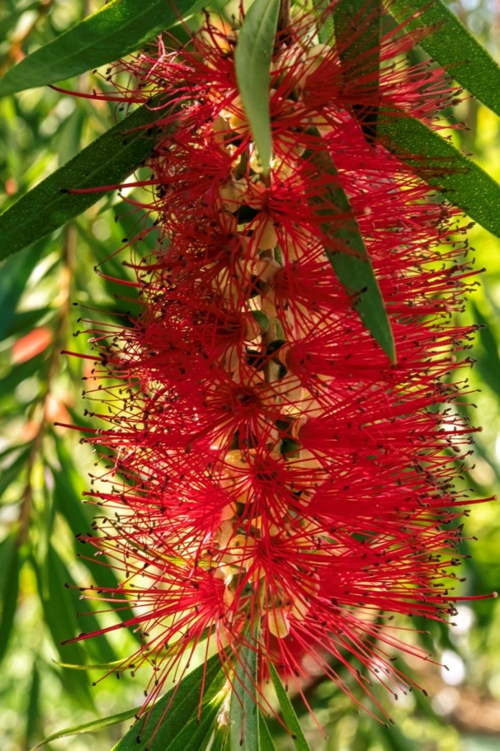 bottle brush 3 Stamen of Bottlebrush