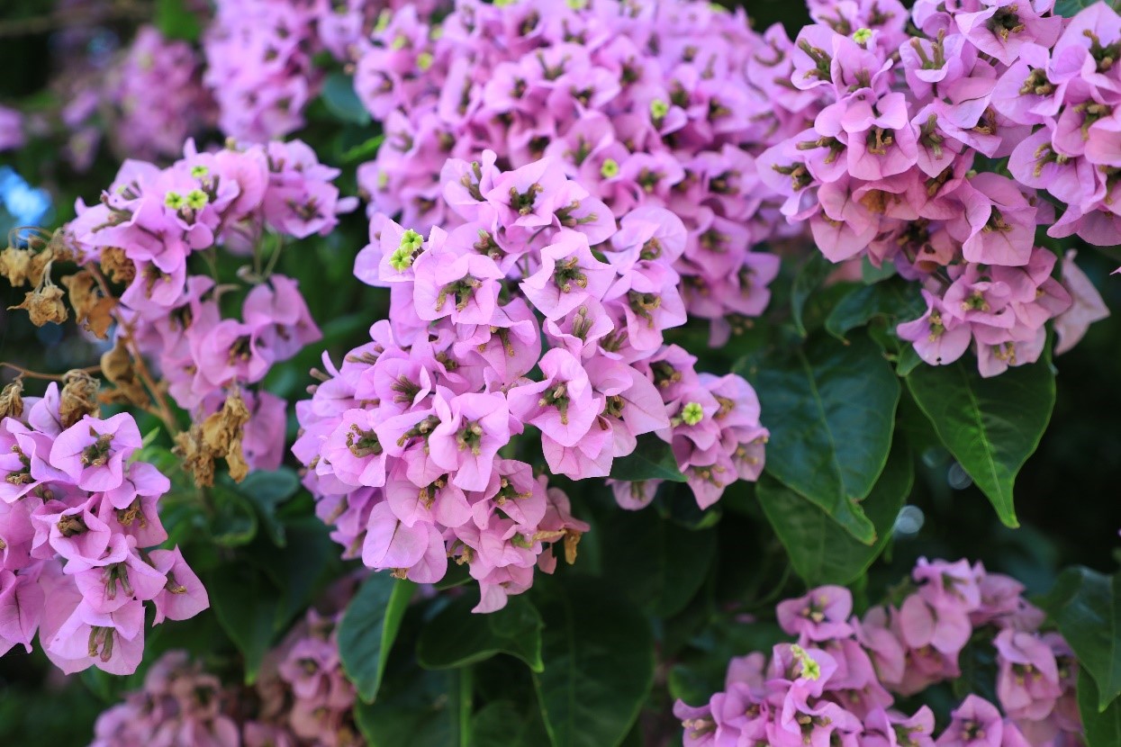 Bouganivillea