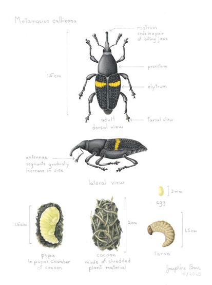 bromeliad weevil