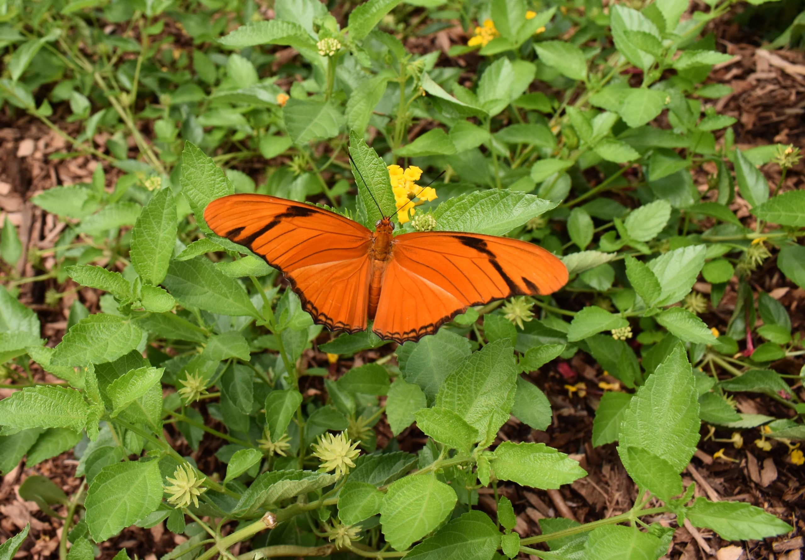 Butterfly at Selby Gardens' Historic Spanish Point campus Orange butterfly Selby Gardens