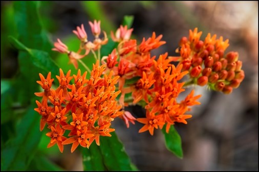 butterfly weed butterfly weed