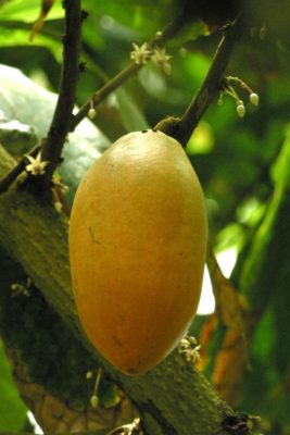 cacoa 2