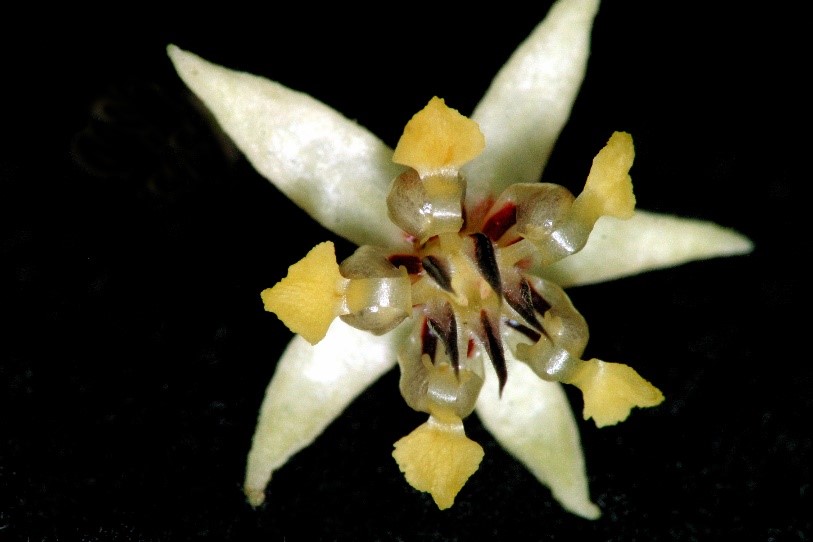 cacoa 3