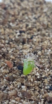 cactus 2 PRickly Apple Cactus small