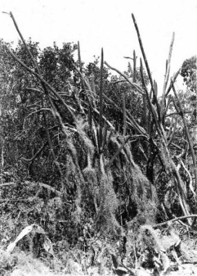 cactus 3 Vintage photo of prickly apple cactus