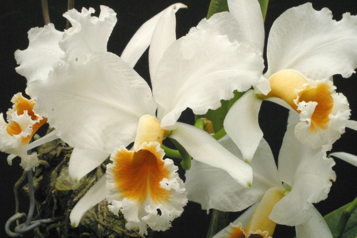 Cattleya percivaliana Cattleya percivaliana