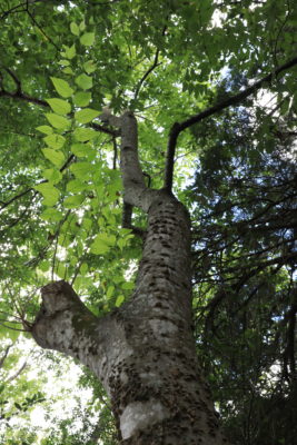 Celtis_laevigata_Image_1_Sandra_Robinson hackberry tree