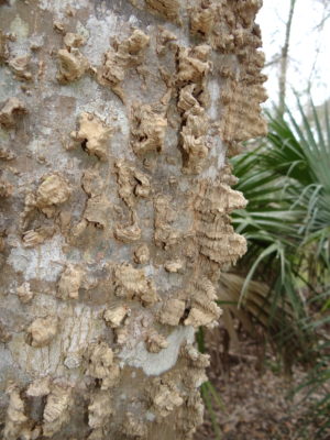 Celtis_laevigata_Image_2_Bruce_Holst trunk of a sugar berry tree