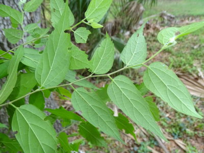 Celtis_laevigata_Image_3_Bruce_Holst sugarberry leaves