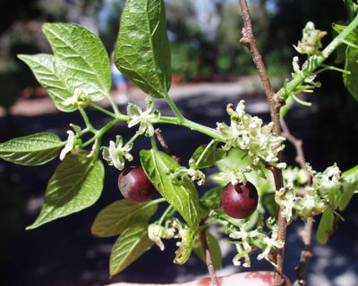 OLYMPUS DIGITAL CAMERA Mature Fruit of a sugarberry tree