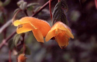 Columnea-strigosa-AH-5143-1