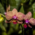 _CVR0832 Bright Pink Orchids
