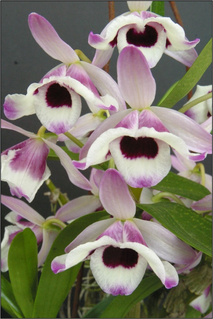 dendrobium 1 Dendrobium nobile var. cooksonianum in MSBG’s greenhouse collection.