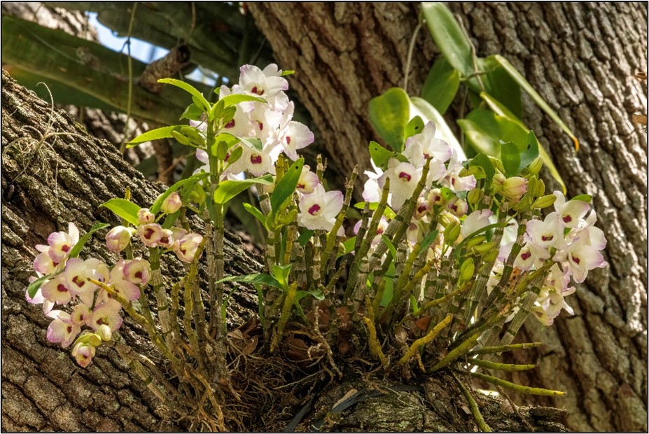 dendrobium 3 Dendrobium nobile Himezakura