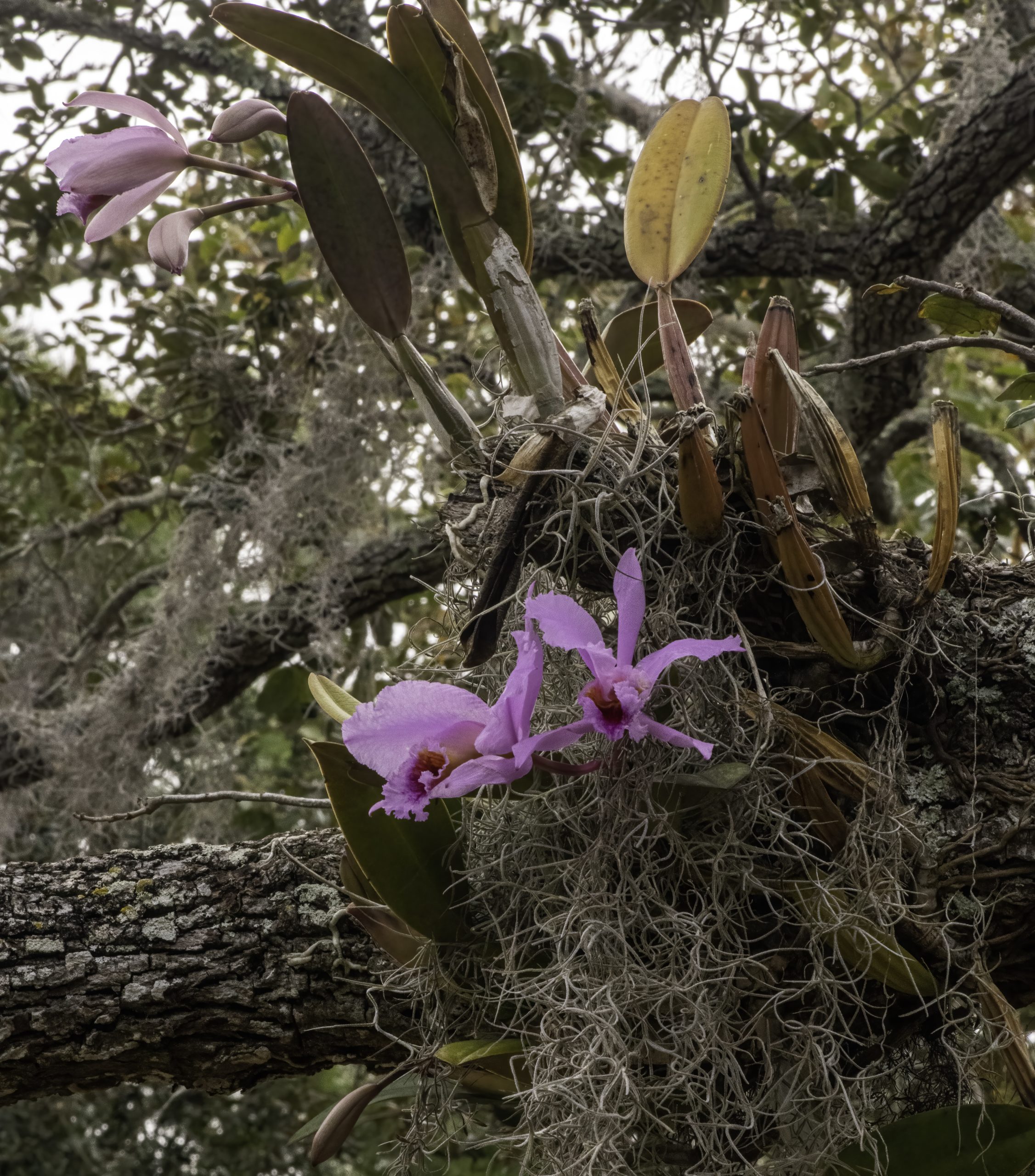 _DSC1349_cropped Cattleya percivaliana