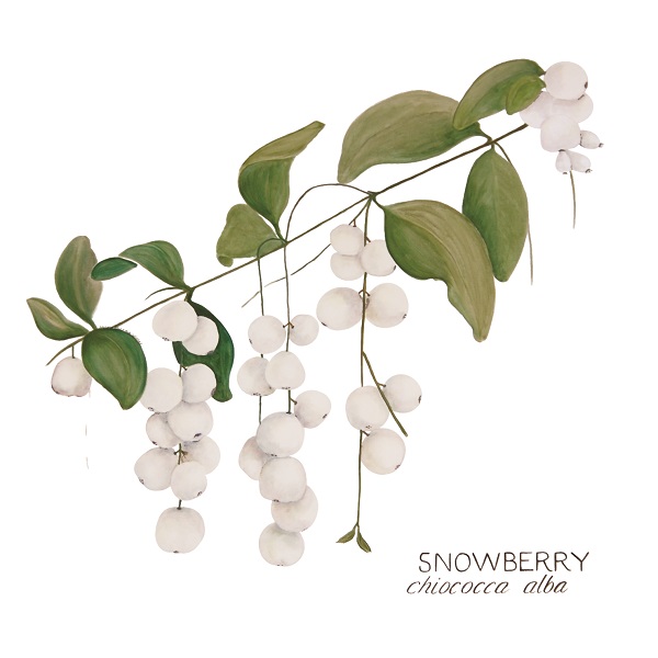 DSC_0209_Rev_HR SMALL snowberry