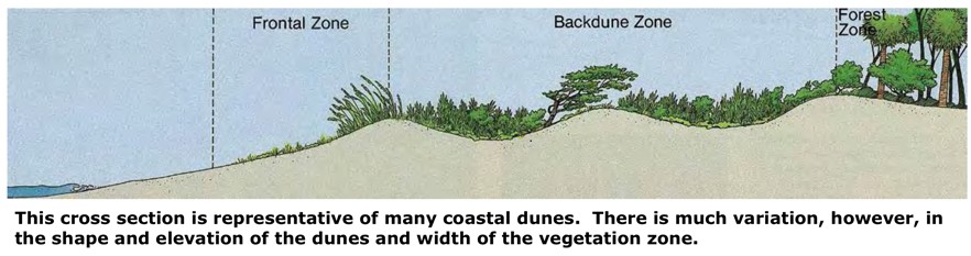 dune it layout Representation of Coastal Dunes