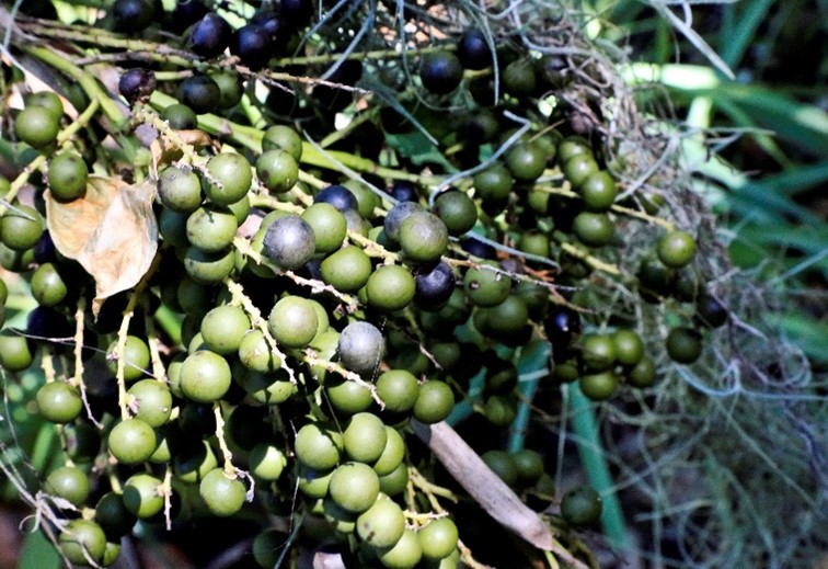 dwarf palmetto dwarf palmettto blue berries