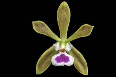 Encyclia tampensis (Aaron Fink)2
