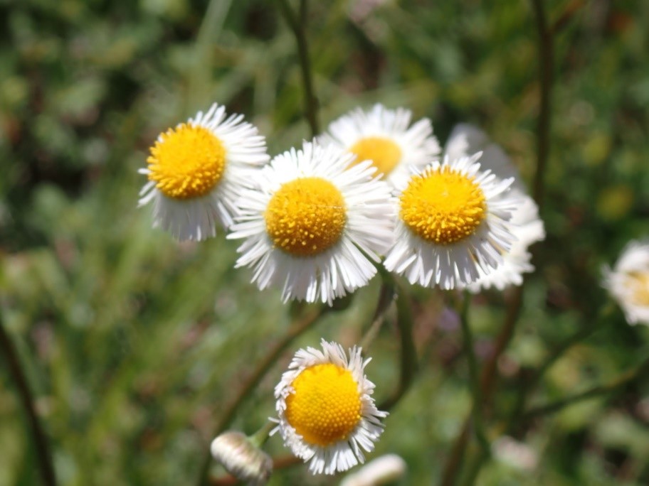 Erigeron quercifolius Photo of Erigeron quercifolius