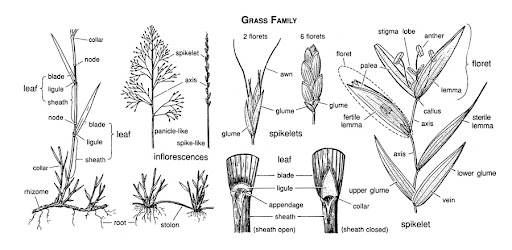 grass family grass family outline