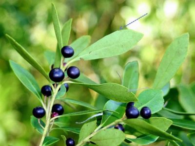 holly 3 black inkberry