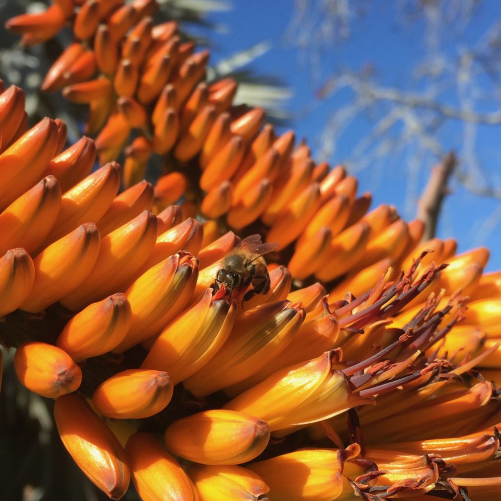 Aloe Marlothii_6 Bee sitting on Mountain Aloe bloom