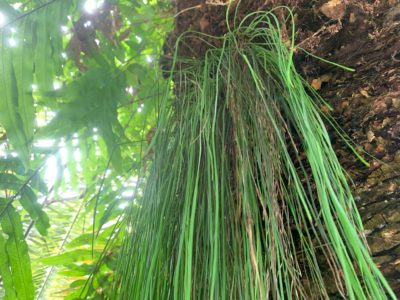 IMG_3873 Fern growing on a palm tree