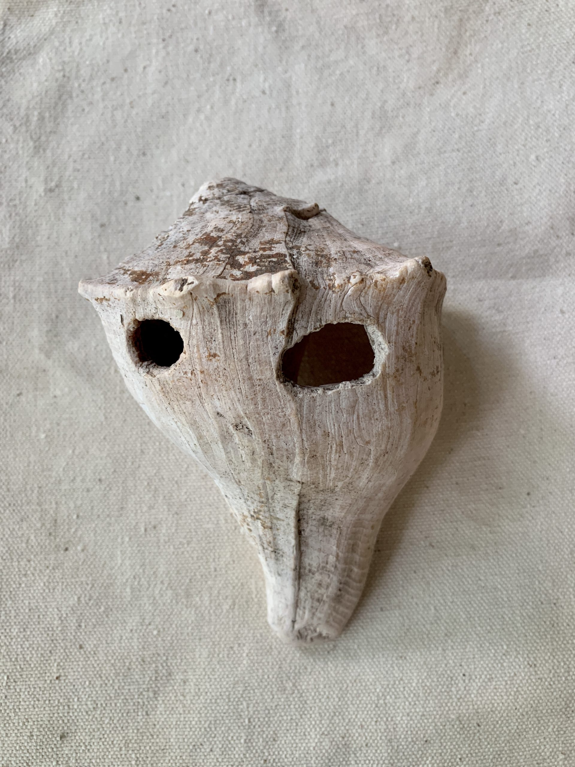 IMG_7600 Top view lightning whelk