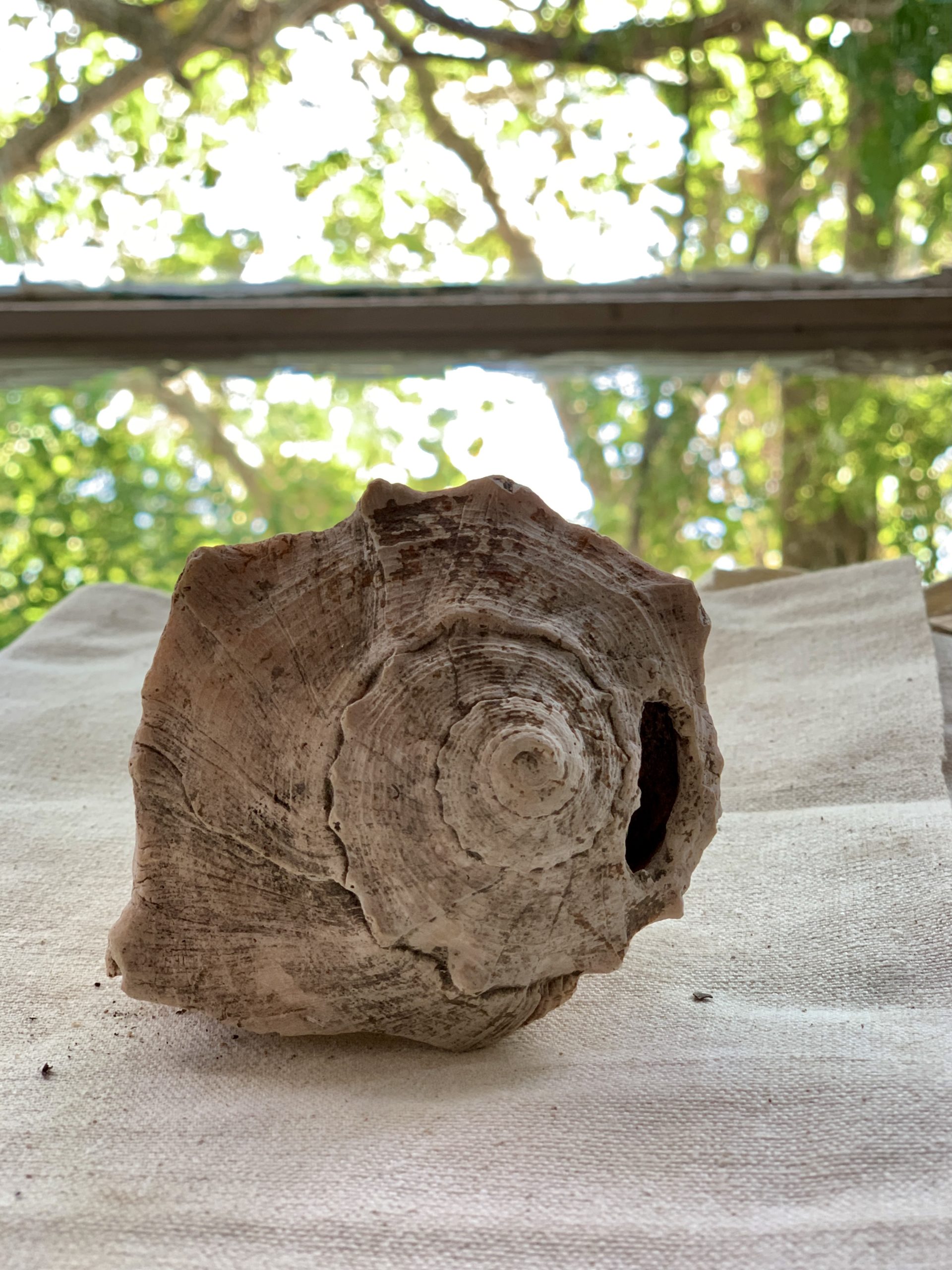 IMG_7604 Lightning Whelk spiral