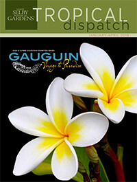 Tropical Dispatch January 2019