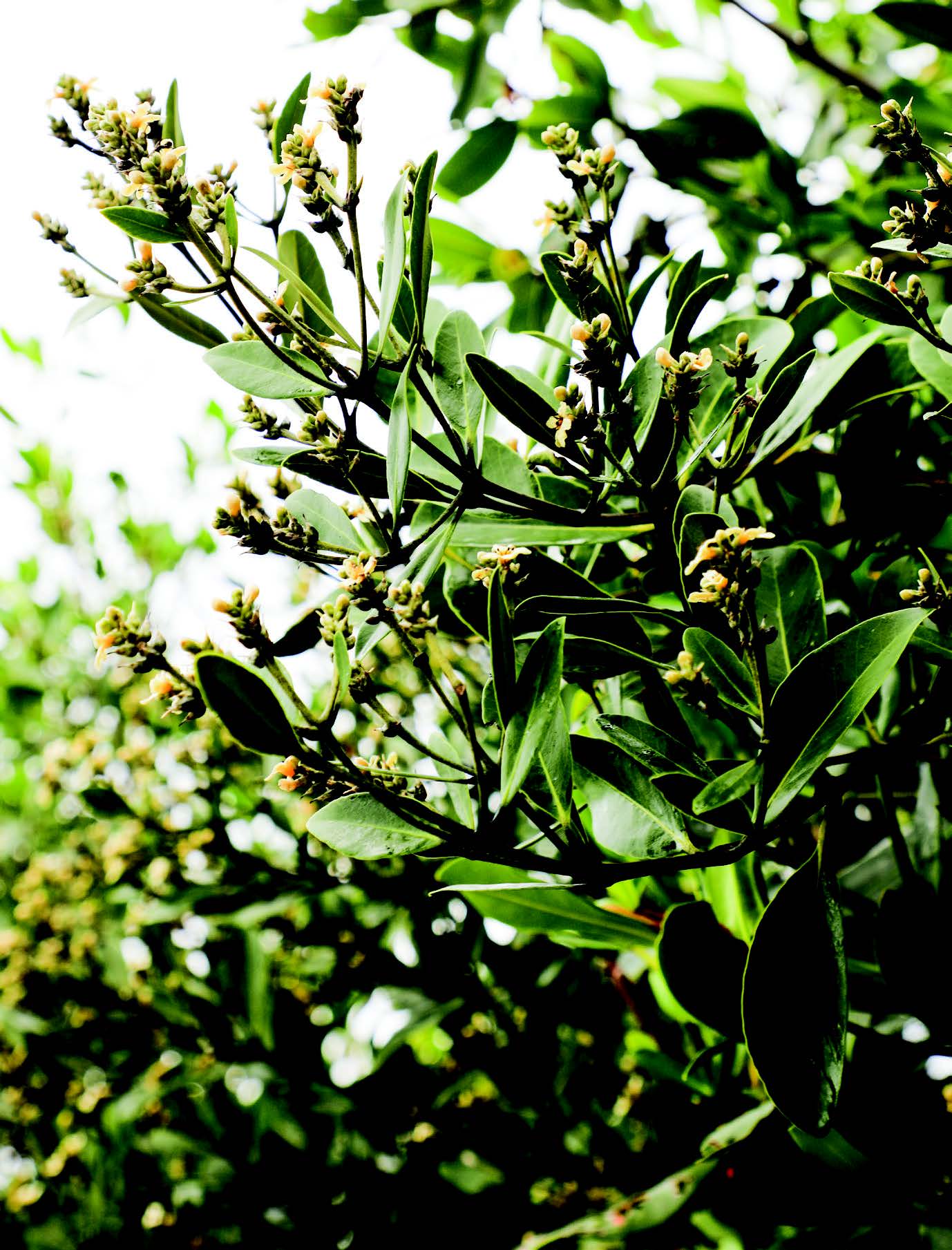 MSBG_Newsletter_Spr_2021 Black Mangrove Avicennia germinans