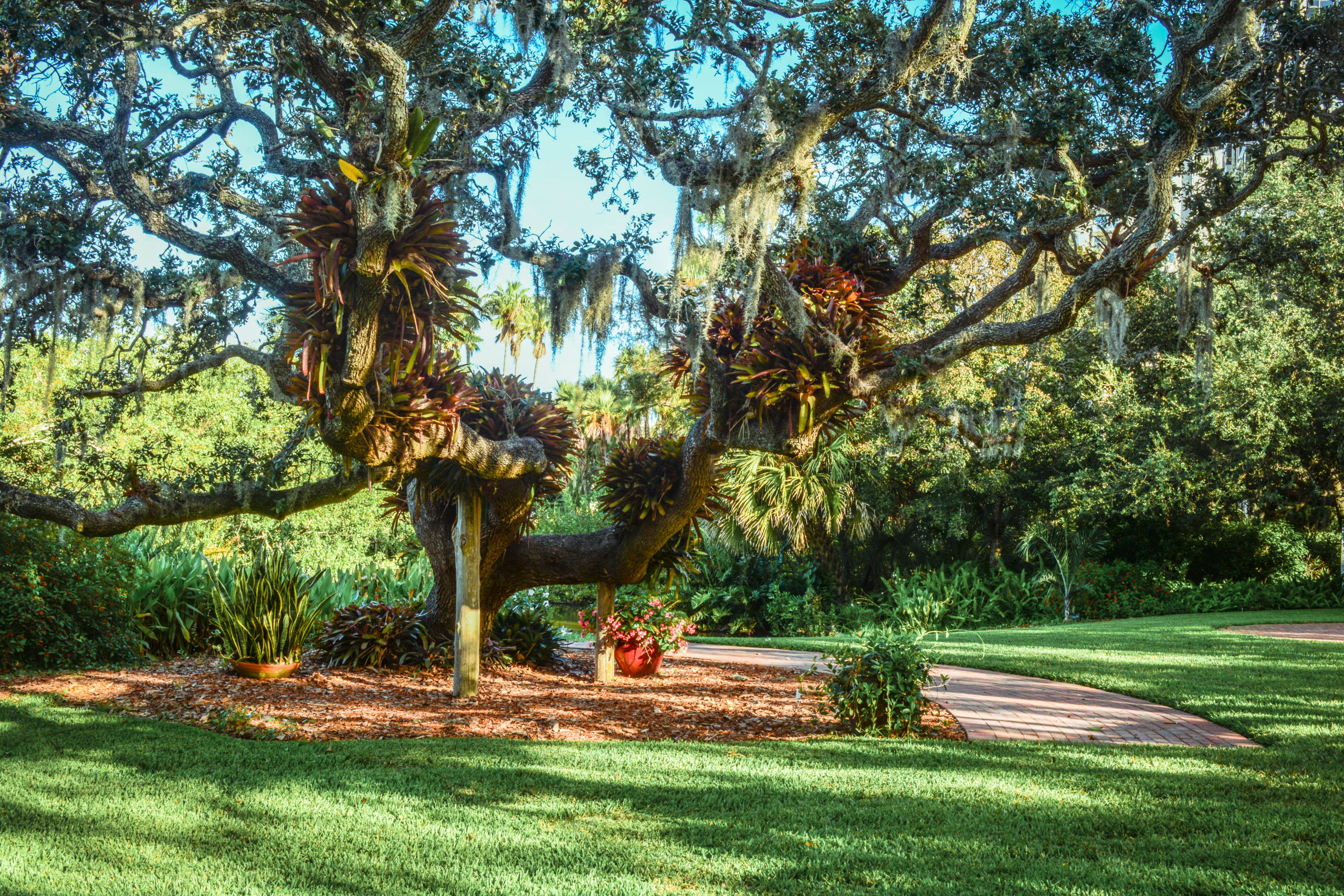 Oak Tree with Bromeliads Photo Courtesy of Marie Selby Botanical Gardens Oak Tree with Bromeliads
