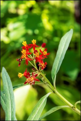 Orange Milkweed Tropical Milkweed plant