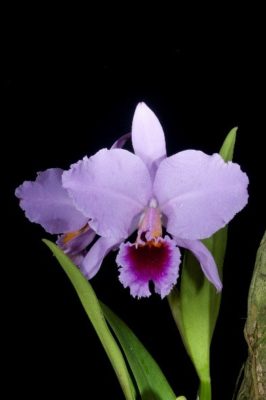 orchid in bloom Cattleya labiata